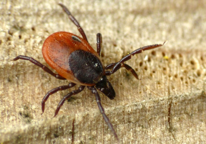 What Is Lyme Disease Caused By The Wood Tick And Also Widespread In