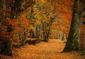 lady-marys-walk_visitscotland