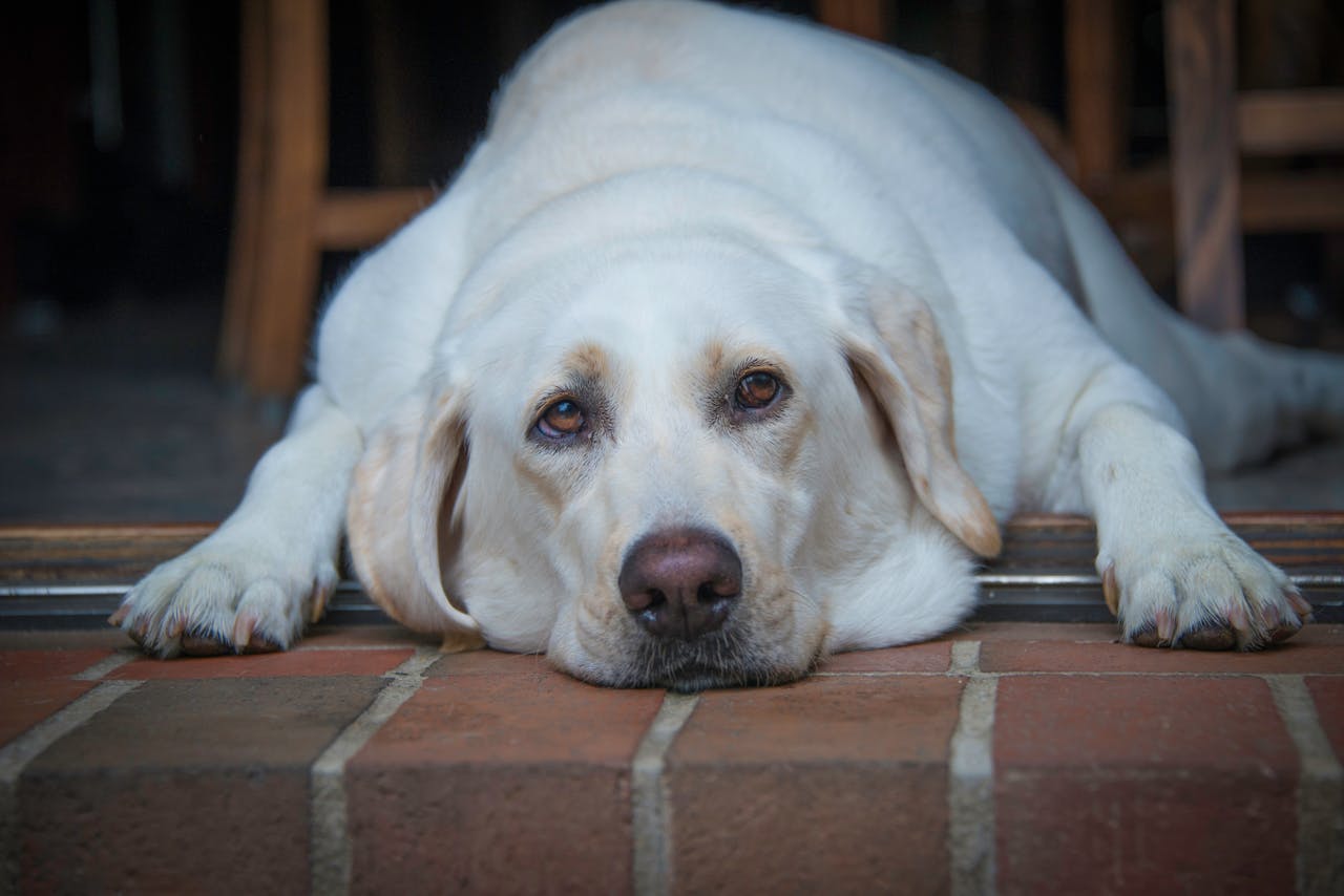 Obesità nel cane: cosa deve mangiare per evitare la sovralimentazione