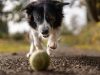 border-collie-2