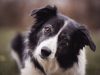 border-collie-3