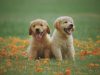 golden-retriever4