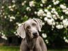 la-razza-weimaraner