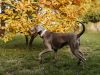 weimaraner-in-corsa