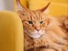 i-gatti-maine-coon-sono-anche-molto-intelligenti-e-possono-imparare-facilmente-trucchi-e-comandi