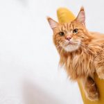 gatto-maine-coon-affettuoso-foto