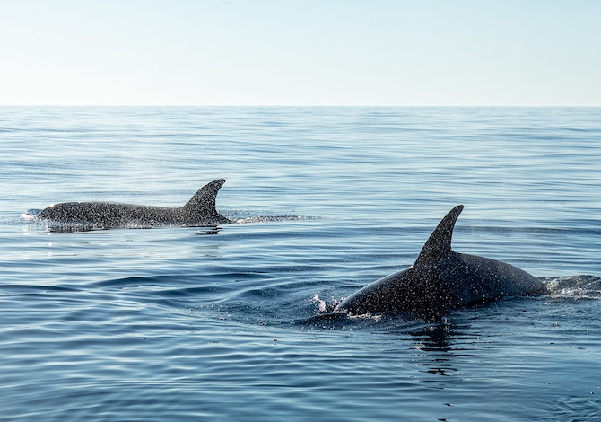 Two killer whales are slaughtering sharks in South Africa - Breaking