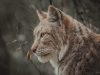 la-lince-eurasiatica-un-animale-affascinante-e-importante-nellecosistema-delle-foreste-boreali-e-delle-zone-montuose-delleurasia