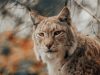 la-lince-eurasiatica-ha-una-pelliccia-densa-e-soffice-di-colore-marrone-rossiccio