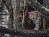 la-lince-eurasiatica-un-animale-affascinante-e-importante-nellecosistema-delle-foreste-boreali-e-delle-zone-montuose-delleurasia