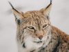 la-lince-eurasiatica-classificata-come-quasi-minacciata-dallunione-internazionale-per-la-conservazione-della-natura-iucn