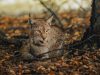 la-lince-eurasiatica-un-animale-solitario-e-territoriale