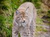 la-lince-eurasiatica-in-grado-di-saltare-altezze-di-oltre-3-metri-e-pu-correre-fino-a-60-kmh