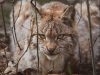 la-lince-eurasiatica-un-carnivoro-e-si-nutre-principalmente-di-ungulati-come-cervi-caprioli-e-mufloni