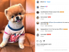 jiffpom-jiffpom-jiffpom-un-cane-spitz-nano-di-colore-bianco-che-ha-guadagnato-una-grande-popolarit-su-instagram-noto-per-le-sue-foto-adorabili-e-i-suoi-video-divertenti-jiffpom-ha-raggiunto-milioni-di-follower-su-instagram