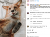 juniper-foxx-juniperfoxx-juniper-una-volpe-domestica-che-ha-guadagnato-una-grande-base-di-fan-su-instagram-le-foto-e-i-video-di-juniper-insieme-ai-suoi-amici-animali-tra-cui-cani-e-gatti-hanno-reso-il-suo-profilo-molto-amato