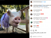 esther-the-wonder-pig-estherthewonderpig-esther-un-maialino-domestico-diventato-un-vero-e-proprio-fenomeno-su-instagram-la-sua-pagina-documenta-la-sua-vita-quotidiana-con-le-sue-avventure-le-foto-divertenti-e-gli-incontri-con-altri-animali-esther-ha-anche-ispirato-la-creazione-di-un-rifugio-per-animali-a-lei-dedicato