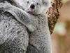 i-piccoli-di-koala-dopo-7-mesi-iniziano-a-uscire-dal-marsupio-e-a-esplorare-gli-alberi-ma-continuano-a-essere-allattati-per-qualche-tempo