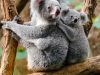 i-koala-sono-notturni-e-trascorrono-gran-parte-della-giornata-dormendo-o-riposando-sugli-alberi