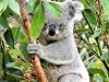 i-koala-sono-eccellenti-arrampicatori-e-passano-la-maggior-parte-del-loro-tempo-sugli-alberi