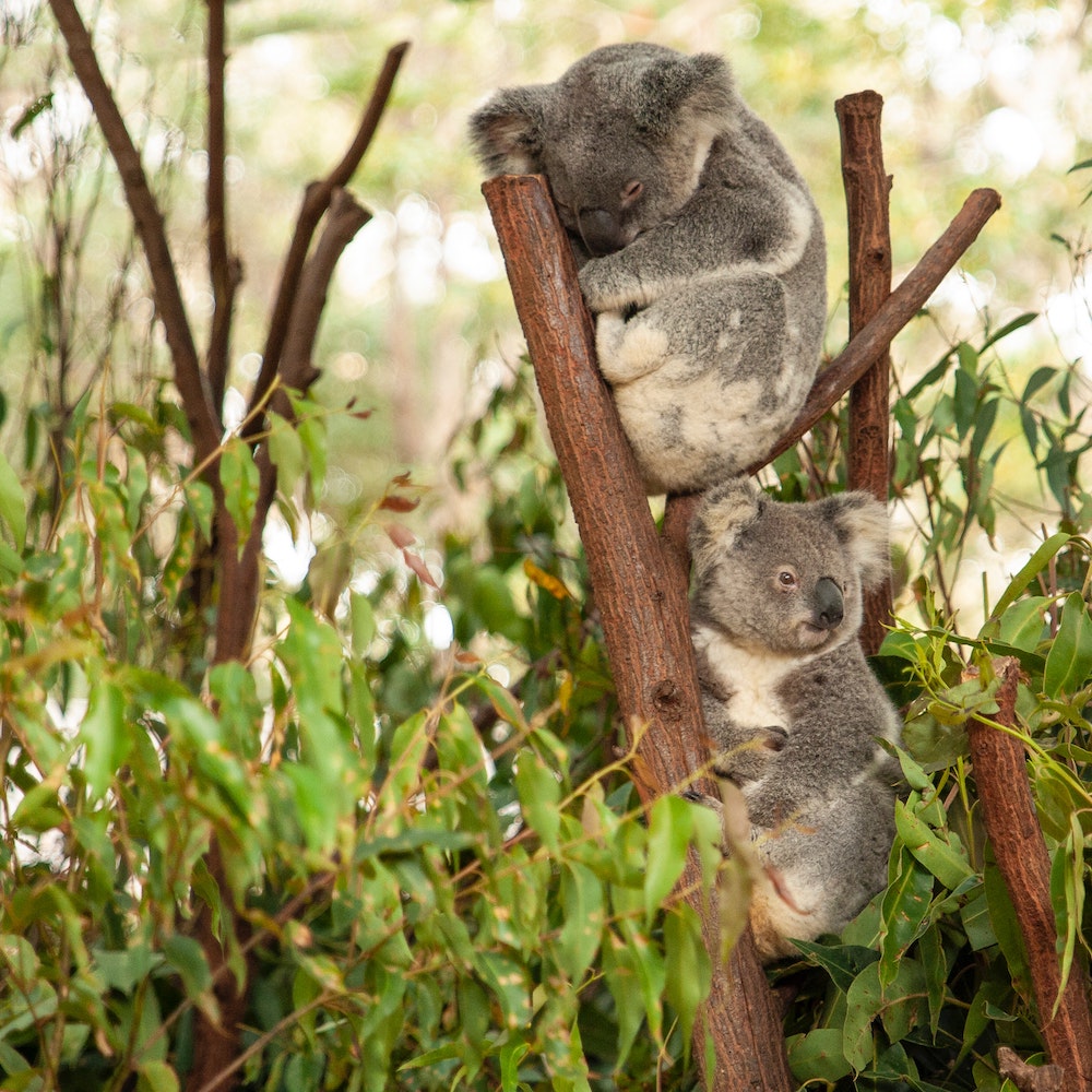 Animali arrampicatori, il koala è a rischio estinzione, foto