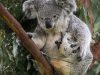 i-koala-hanno-un-sistema-digestivo-specializzato-che-consente-loro-di-digerire-le-foglie-tossiche-e-a-basso-valore-nutritivo-degli-eucalipti