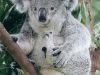 i-koala-hanno-cinque-dita-su-ogni-zampa-con-pollici-opponibili-che-consentono-loro-di-afferrare-saldamente-gli-alberi