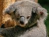 il-koala-una-specie-ormai-in-estinzione-minacciato-da-unepidemia-di-clamidia-che-in-australia-sta-decimando-questo-animale