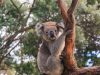 i-koala-hanno-un-muso-largo-e-rotondo-orecchie-pelose-occhi-grandi-e-un-caratteristico-naso-nero