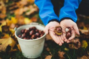 Come conservare le castagne raccolte