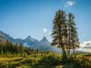 jasper-national-park-un-luogo-di-natura-incontaminata-e-fauna-spettacolare