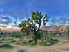 parco-nazionale-joshua-tree