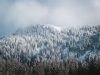 la-foresta-di-schnee-foto-allgau-gmbh-florian-grieger