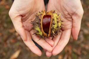 castagne