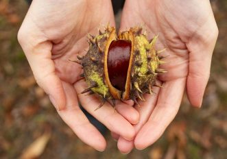 castagne