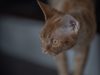 03-gatto-devon-rex