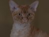 03-il-gatto-devon-rex