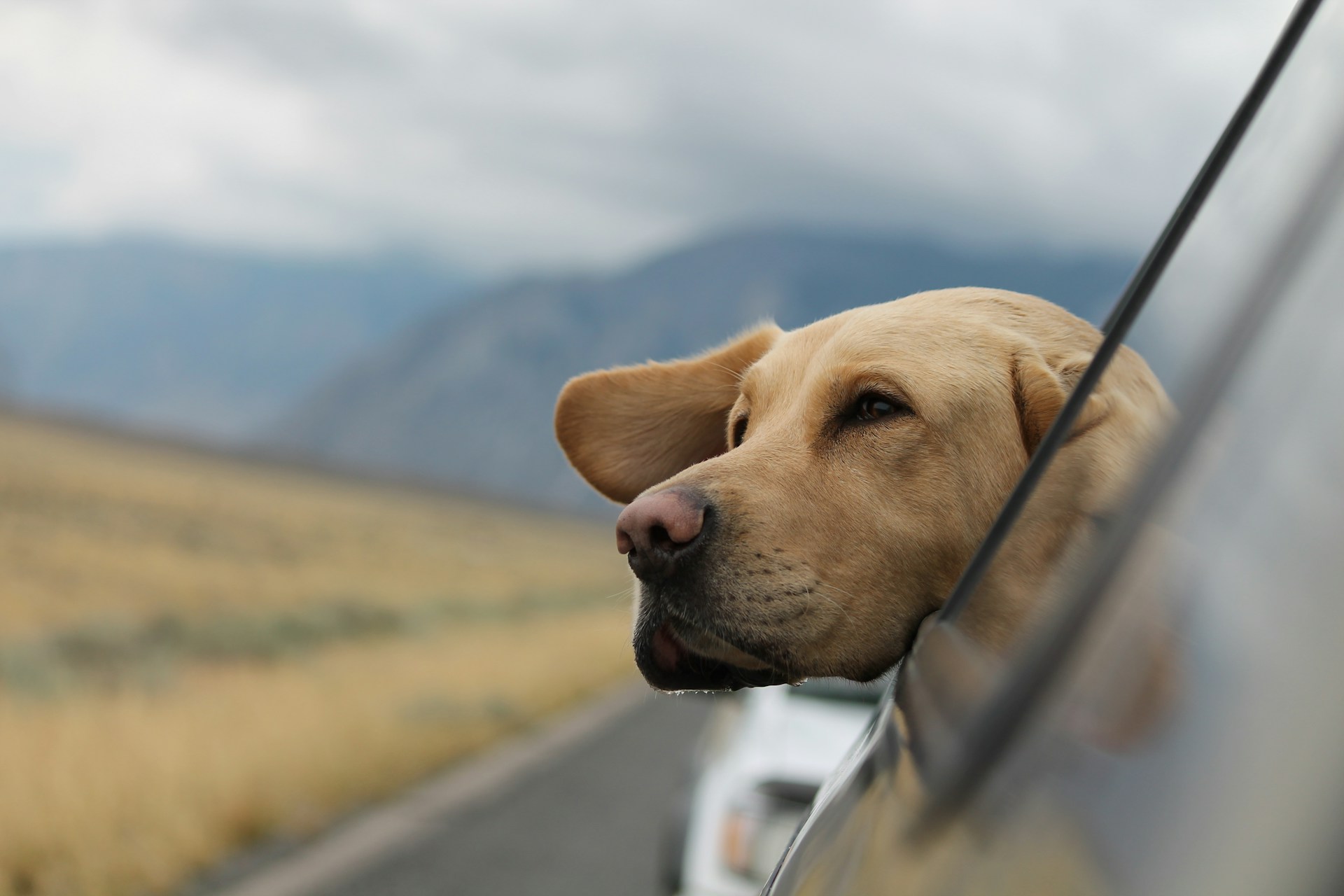 Perché ami i labrador (e vorresti averne uno)