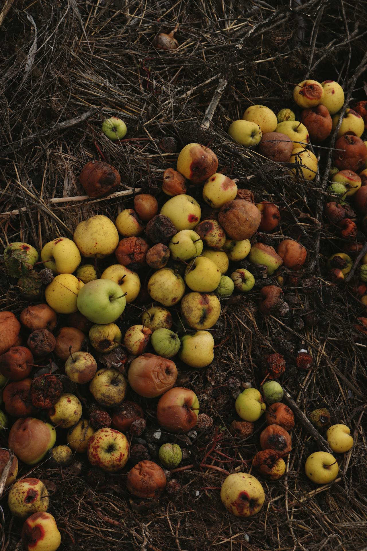 Perché dovresti cominciare a comprare la frutta brutta