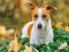 il-jack-russell-ama-la-natura-e-le-passeggiate-con-il-padrone