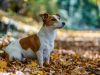 il-jack-russell-terrier-una-razza-vivace-e-intraprendente-conosciuta-per-la-sua-energia-inesauribile-e-il-carattere-determinato