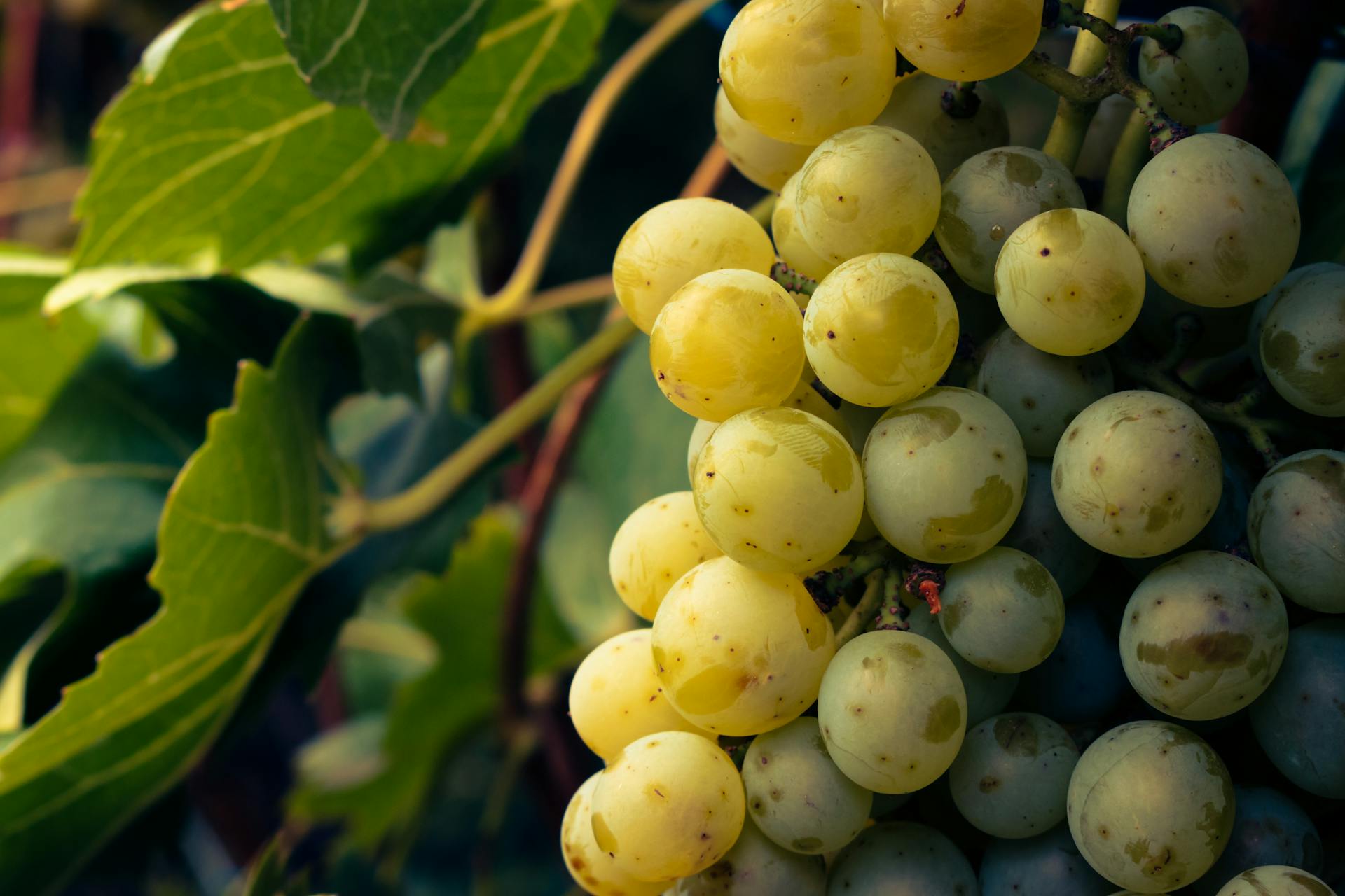 Perché dovresti cominciare a comprare la frutta brutta