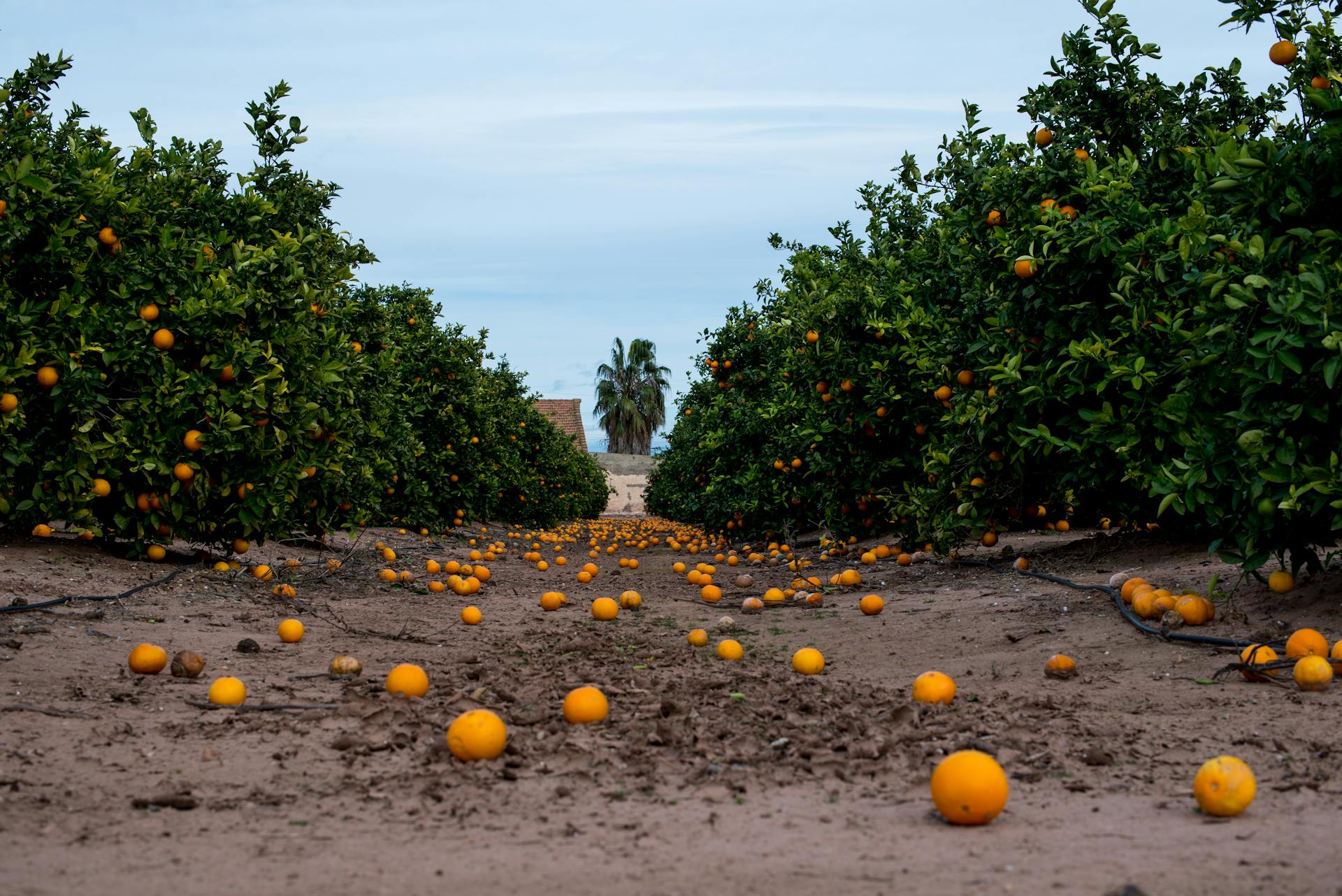 Perché dovresti cominciare a comprare la frutta brutta