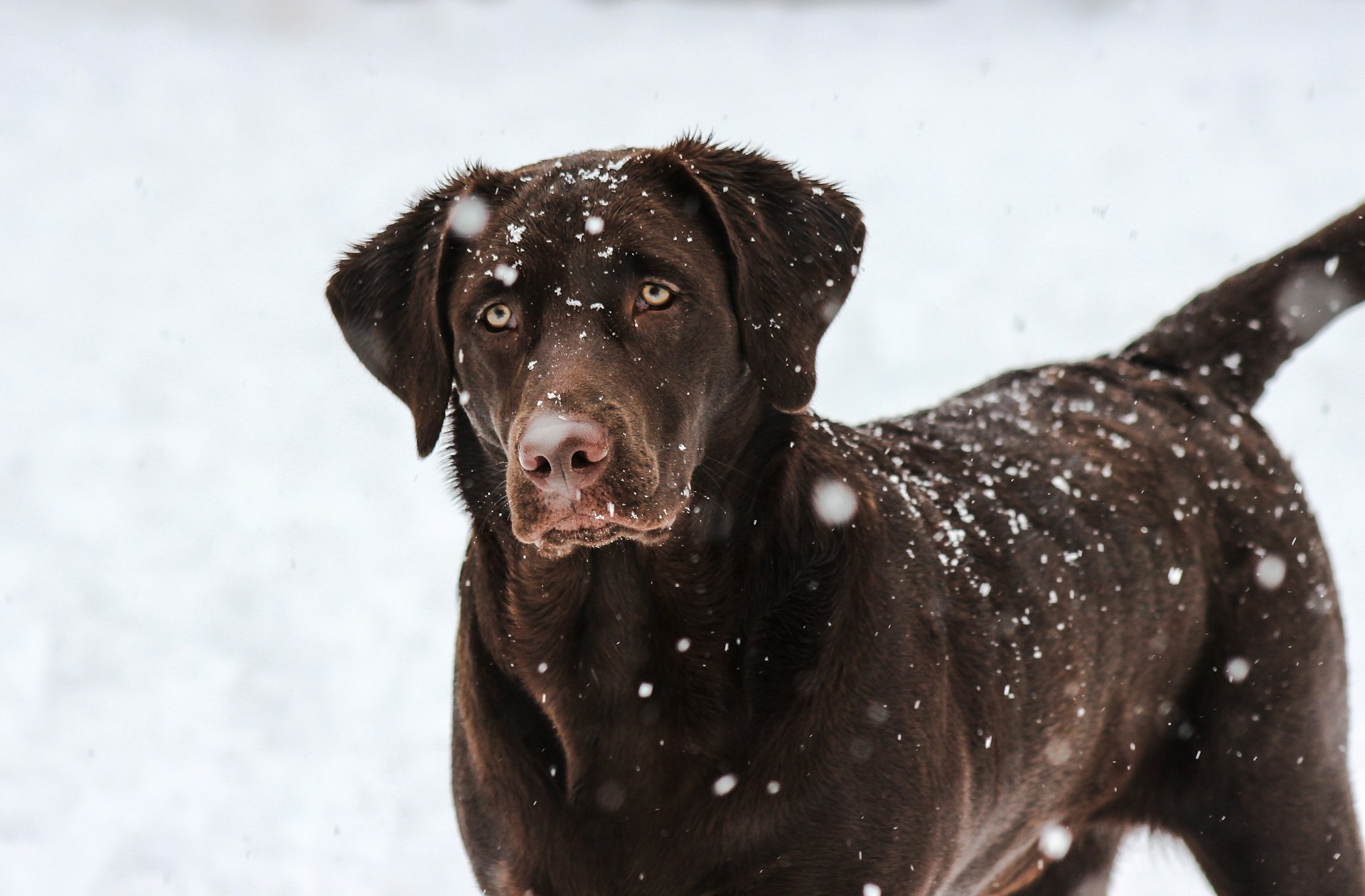 Perché ami i labrador (e vorresti averne uno)