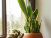 la-sansevieria-o-lingua-di-suocera-lideale-per-chi-desidera-unaria-pi-pulita-in-casa-con-il-minimo-impegno