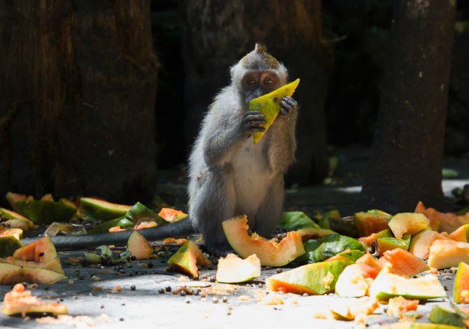 Se vuoi smettere di sprecare il cibo puoi fare queste piccole e semplici cose